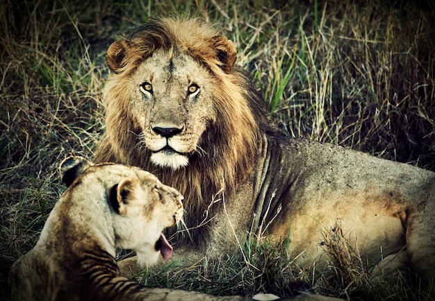 ライオンと雌ライオン