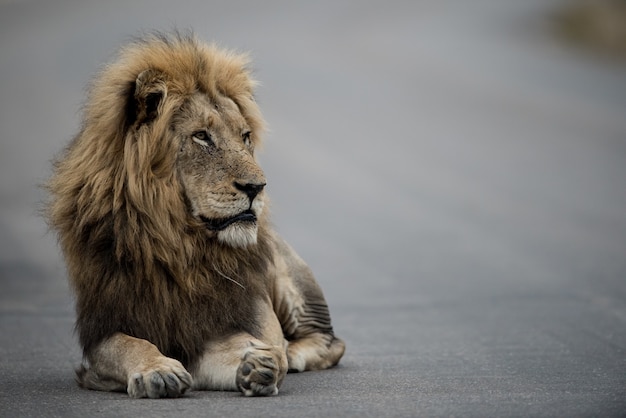 Lion looking to the other side