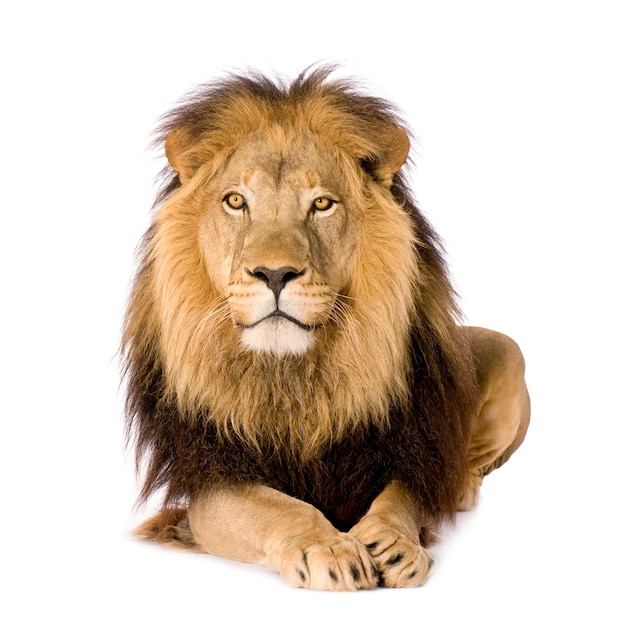 Lion, panthera leo on a white isolated Premium Photo