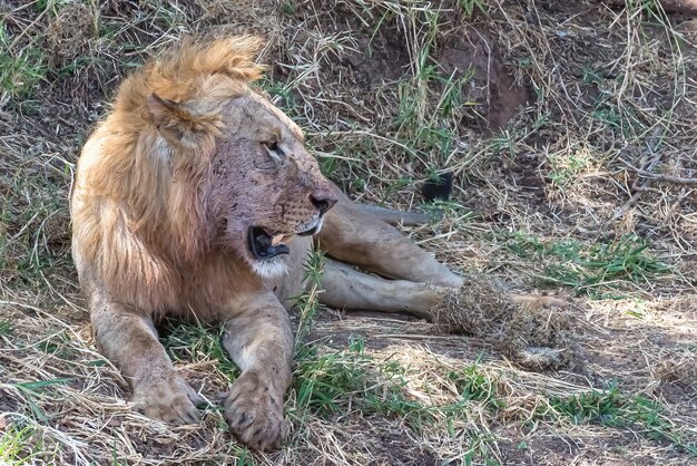 Lion resting on the grass and bushes during daytime