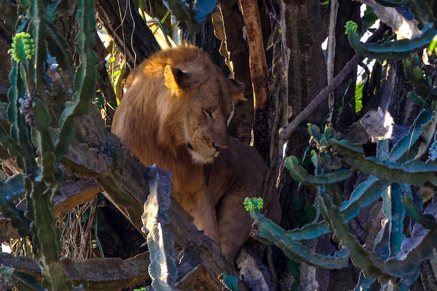 サボテンの近くの木の真ん中に座っているライオン