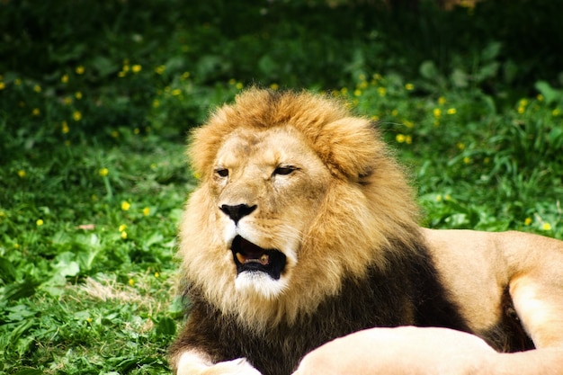 Free photo lion yawning