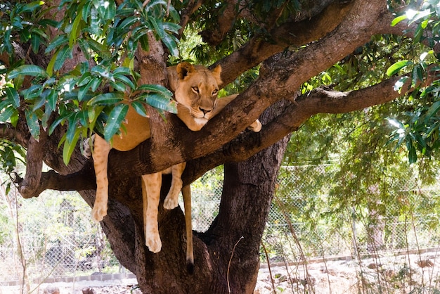 Free photo lioness on a branch