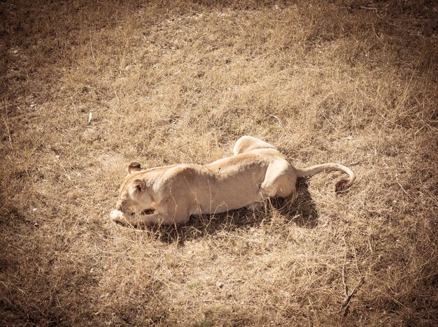 Lioness eating meat