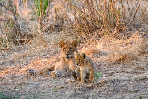 彼女​の​赤ちゃん​と​一緒​に​地面​に​横たわっている​雌​ライオン