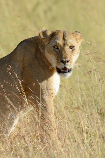 Львица в национальном парке Кении