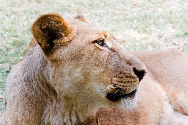 Lioness portrait