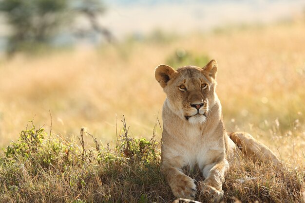 芝生で覆われたフィールドで誇らしげに休んでいる雌ライオン