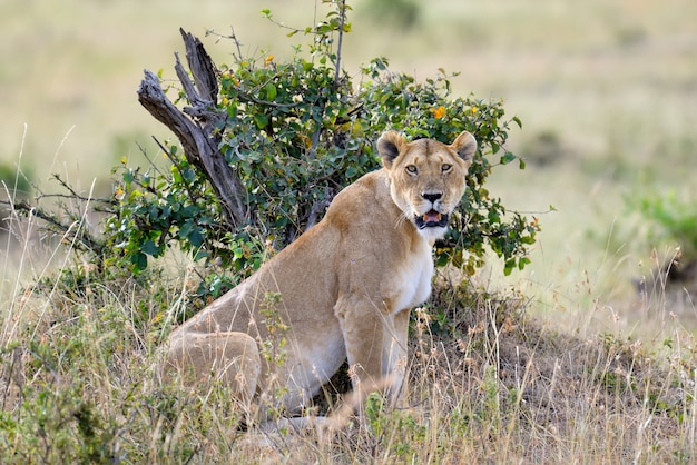 Free photo lioness in the savannah