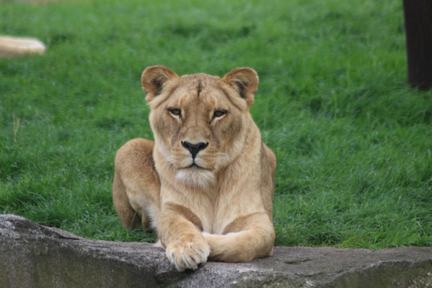 Lioness sitting on green grass