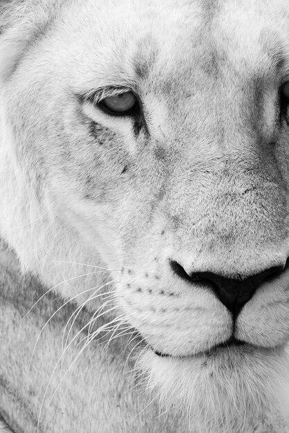 Lioness