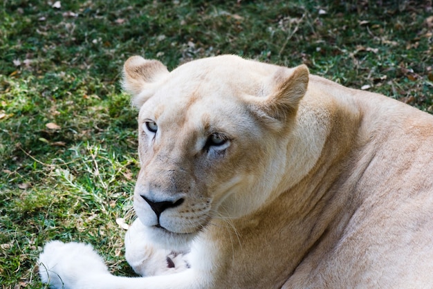 Lioness