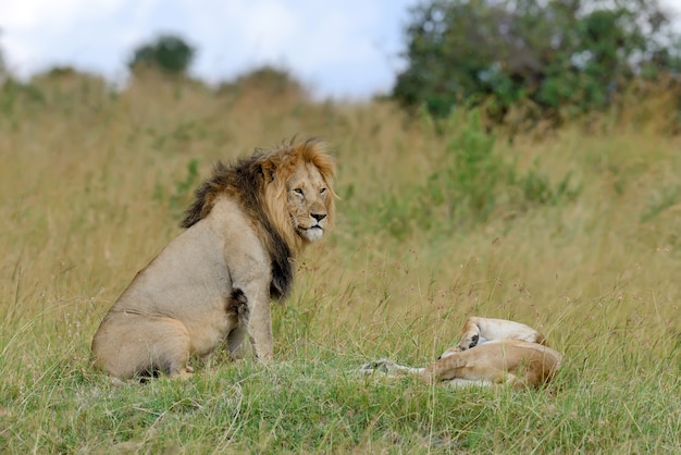 ケニア国立公園のライオンズ