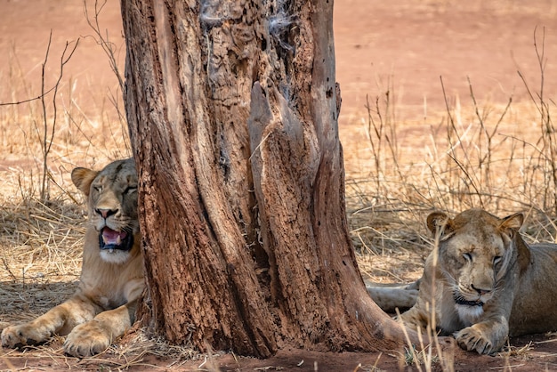 Lions sitting next to an old tree in a grassy field