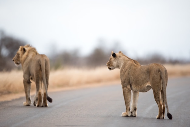 Lions Walking On The Road