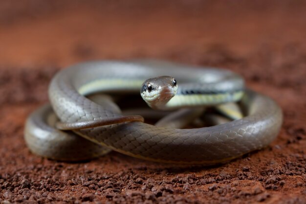 Liopeltis snake closeup on green leaves leopeltis snake front view