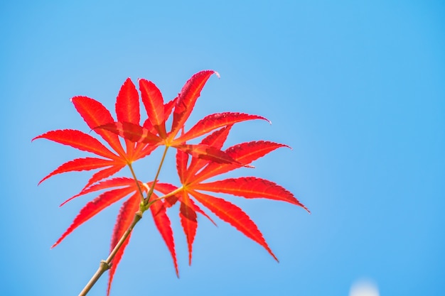 Foto gratuita liquidambar autunno tinta blu fiore