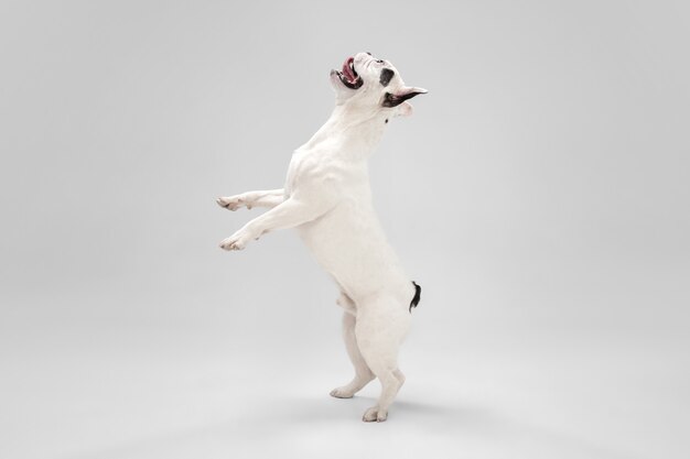 Слушаю тебя. Французский бульдог позирует молодой собаке. Милая игривая бело-черная собачка или домашнее животное играет и выглядит счастливой на белом фоне. Понятие движения, действия, движения.