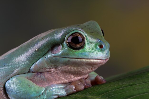 잎에 Litoria caerulea 나무 개구리 나뭇가지에 덤피 개구리