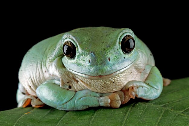 Древесная лягушка Litoria caerulea сидит на зеленых листьях, коренастая лягушка крупным планом на черном фоне