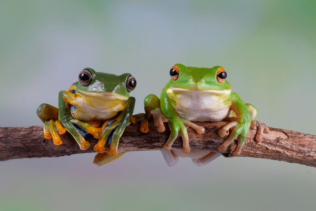 Litoria infrafrenata and rhacophorus reinwardtii tree frog closeup on branch