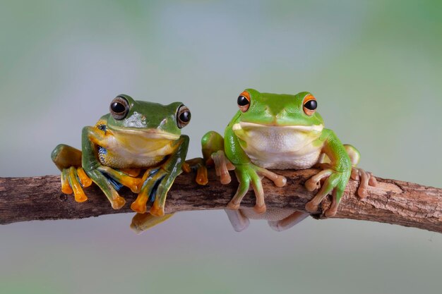 Foto gratuita litoria infrafrenata e rhacophorus reinwardtii raganella primo piano sul ramo