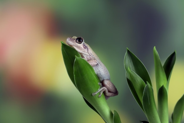 Foto gratuita litoria rosolia raganella tra le foglie verdi