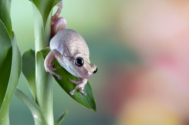 무료 사진 녹색 잎 사이 litoria 풍진 청개구리 녹색 잎에 호주 청개구리 근접 촬영