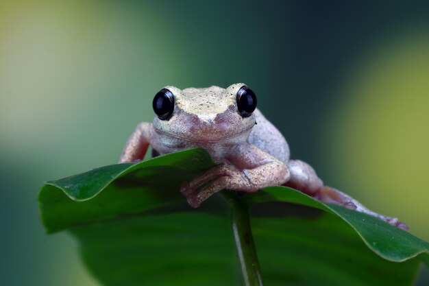 녹색 잎에 Litoria 풍진 나무 개구리 녹색 잎에 호주 나무 개구리 근접 촬영 사막 나무 개구리 근접 촬영