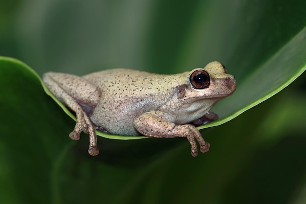 緑の葉のリトリアアマガエル緑の葉のオーストラリアの木カエルのクローズアップ砂漠の木のカエルのクローズアップ