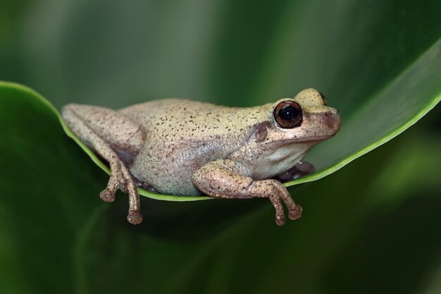 녹색 잎에 Litoria 풍진 나무 개구리 녹색 잎에 호주 나무 개구리 근접 촬영 사막 나무 개구리 근접 촬영