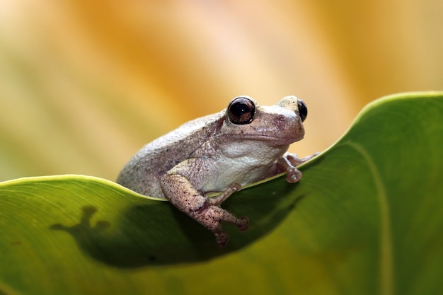 緑の葉の上のリトリアルベラアマガエル緑の葉の上のオーストラリアのアマガエルのクローズアップ