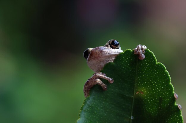 Litoria rubella tree frog on green leaves