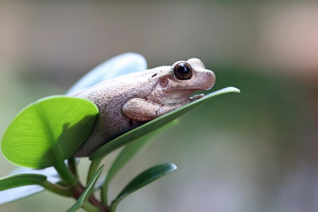 Древесная лягушка Litoria rubella среди зеленых листьев