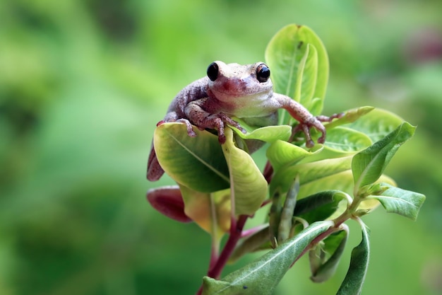 녹색 잎에 Litoria 풍진 청개구리