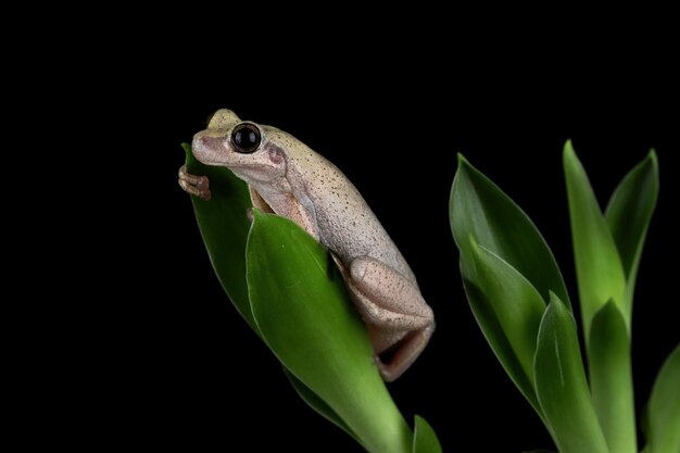 Древесная лягушка Litoria rubella среди зеленых листьев