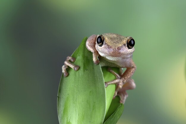 녹색 잎 사이에 Litoria 풍진 청개구리