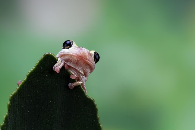 Древесная лягушка Litoria rubella среди зеленых листьев