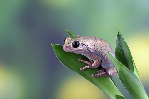 Litoria rubella tree frog among the green leaves