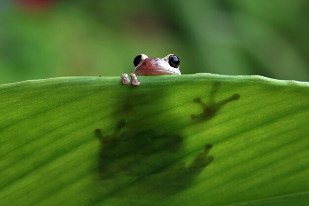 Litoria rubella tree frog among the green leaves