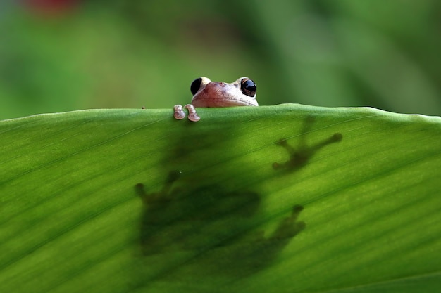 녹색 잎 사이에 Litoria 풍진 청개구리