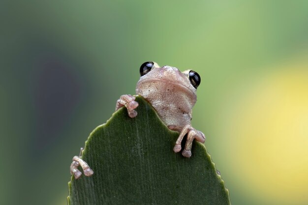 Litoria rubella tree frog on green leaves