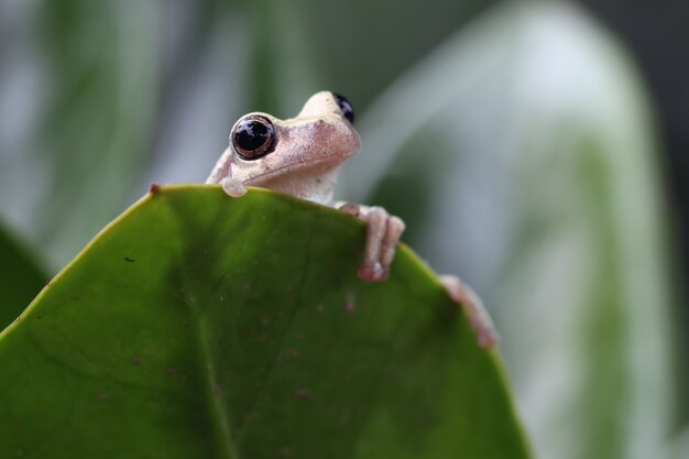 녹색 잎 사이에 Litoria 풍진 청개구리