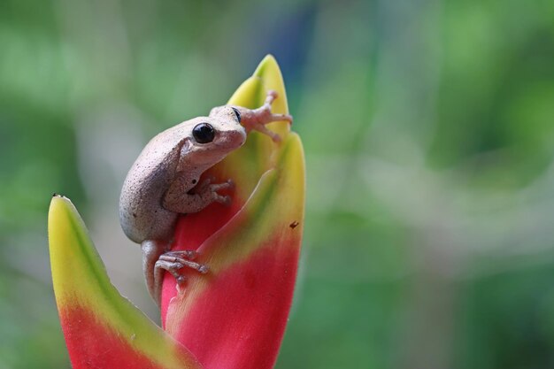 Litoria rubella древесная лягушка на красном цветке Австралийская древесная лягушка крупным планом на зеленых листьях Пустынная древесная лягушка крупным планом