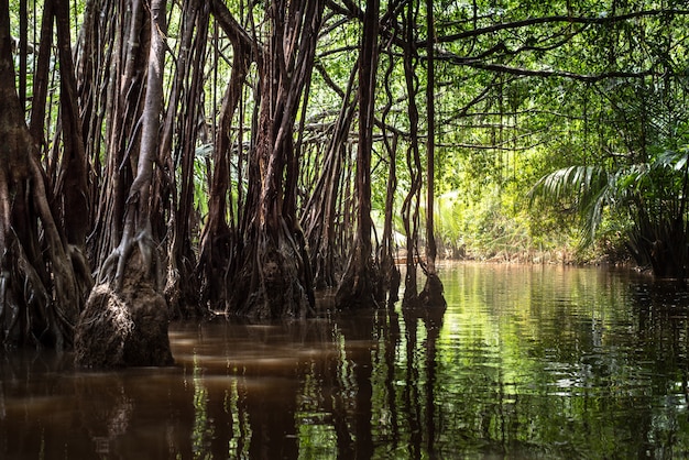 Download Free Free Mangrove Images Freepik Use our free logo maker to create a logo and build your brand. Put your logo on business cards, promotional products, or your website for brand visibility.