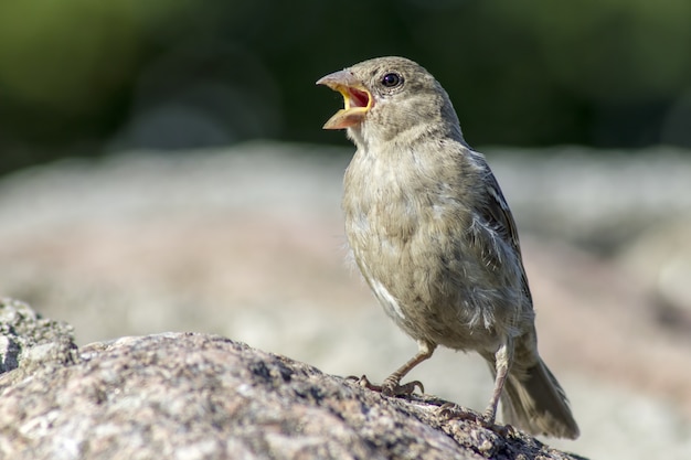 Little bird sitting on rock and singing
