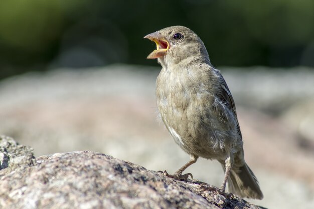 Little bird sitting on rock and singing