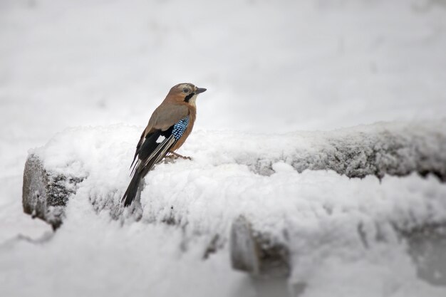 Little bird standing on branch covered with snow