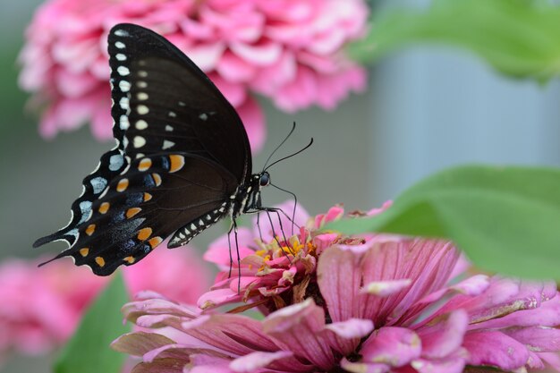 핑크 꽃에 작은 검은 Satyrium 나비