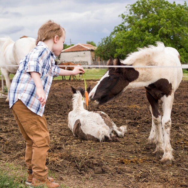 Little boy feeding a horse